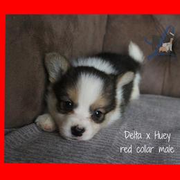 Red male - Black and tan male Pembroke Welsh Corgi puppy in Wayne City, Illinois from Lash Livestock & Corgis
