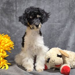 Enchanted - Parti female Poodle puppy in Depew, Oklahoma from Poodles Perfected