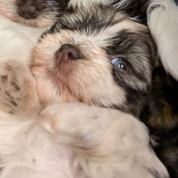 Primadonna - Chocolate sable Havanese puppy in Austin, Texas from Havanese Puppies of Austin Texas