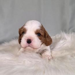 Eric - Blenheim male Cavalier King Charles Spaniel puppy in Bonney Lake, Washington from House of Happy Cavaliers