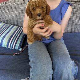 Red - Red  male Goldendoodle puppy in Lake Butler, Florida from Providence Ranches