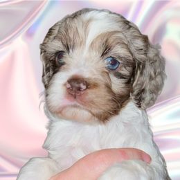 Anna - Merle Cockapoo puppy in Fort Gibson, Oklahoma from Purser Puppy Patch