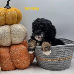 Smokey - Tri-color male Bernedoodle puppy in Summerville, South Carolina from Channys Doodles