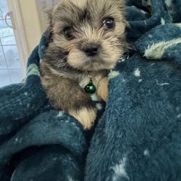 Girl 1 - Parti female Lhasa Apso puppy in Chico, California from Lhasa Apsos of northern Ca . Biewer terriers of northern California