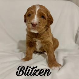 Blitzen: Medium Goldendoodle, Male, Ready Jan 19 - Apricot male Goldendoodle puppy in Johns Island, South Carolina from Golden Doodlebugs