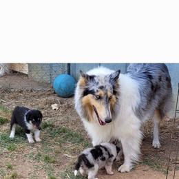 Collie puppies from Country Haven Collies