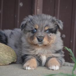 Blue Merle Male A - Blue merle male Miniature Australian Shepherd puppy in Louisville, Mississippi from K & K Livestock