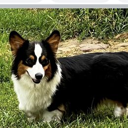 Jewel - Pembroke Welsh Corgi