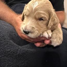 Mr. Brown - Red  male Goldendoodle puppy in Powder Springs, Georgia from Ski Family Doodles