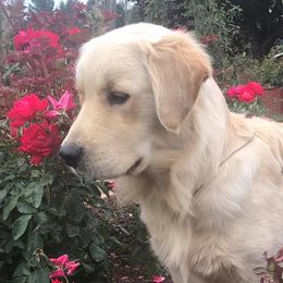 Golden Retrievers from Sunset HHF Golden Retrievers