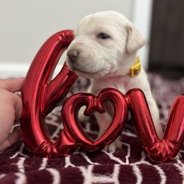 Yellow collar - Red female Cane Corso puppy in Snellville, Georgia from A Really Good Kennel