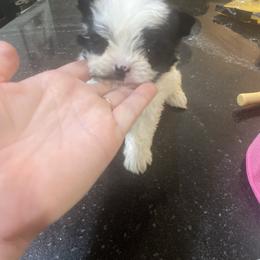 Tiny mustache boy - Parti male Yorkshire Terrier puppy in Yukon, Oklahoma from Tiffs Yorkie babies