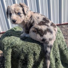 Rain - Brindle merle and white female Cardigan Welsh Corgi puppy in Hotchkiss, Colorado from Bell S Ranch