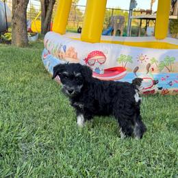 Rex - Black male Schnoodle puppy in Atoka, Oklahoma from Boggy Depot Cavaliers & Friends