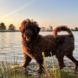 Dutch - Portuguese Water Dog