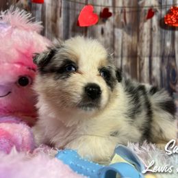 Australian Shepherd and Pembroke Welsh Corgi Puppies from Lewis Aussie’s & Corgi’s