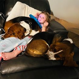 Basset Hound puppies from Bolderosa Bassets