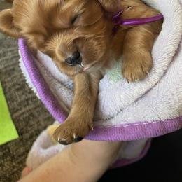 "Violet is sleeping through her costume fitting " Cavalier King Charles Spaniel Puppies from Colorful Cavaliers