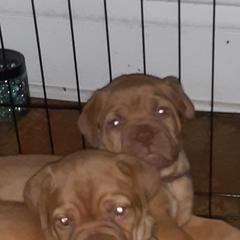 Dogue de Bordeaux Puppies from Theresea Martin