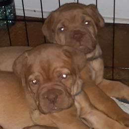 Dogue de Bordeaux Puppies from Theresea Martin