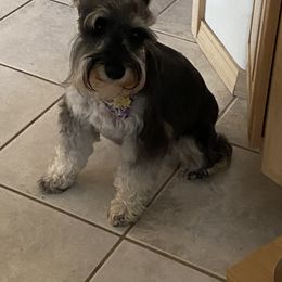Mox - Miniature Schnauzer