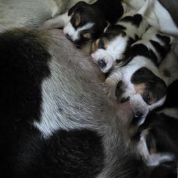 Beagle Puppies from At home