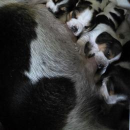 Beagle Puppies from At home