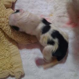 Girl 1 - Parti female Yorkshire Terrier puppy in Old Fort, North Carolina from Tiffany’s Colorful Yorkies