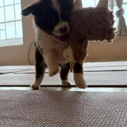 Mary - Red tri-color female Miniature American Shepherd puppy in Terryville, Connecticut from Spirited Aussies