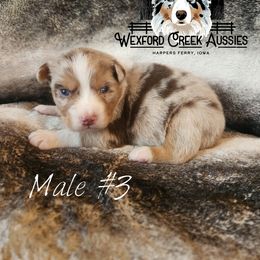 Boy 3 - Red merle male Australian Shepherd puppy in Harpers Ferry, Iowa from Wexford Creek Aussies, LLC