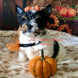 Girl 1 - Black tan and white female Biewer Terrier puppy in Jonestown, Pennsylvania from AKC Xtreme Biewer Terriers...
