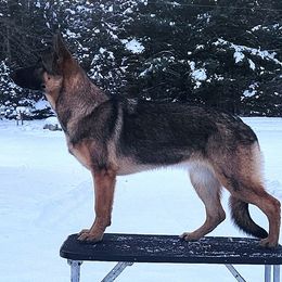 Avarie - German Shepherd
