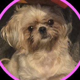 Morgie - Shih Tzu