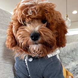 Teddy Bear - Cavapoo