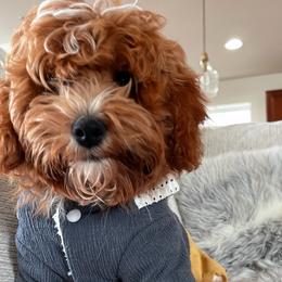 Teddy Bear - Cavapoo