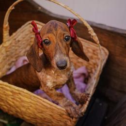 Gamora - Piebald female Dachshund puppy in Temecula, California from Naomi Magee's Dachshund Kennel