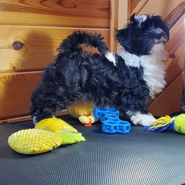 Sterling Blu - Black and white male Havanese puppy in Manchester, Texas from Darrtfarms