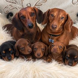 Dachshund puppies from AZ DESERT DACHSHUNDS