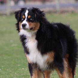 Greta - Australian Shepherd