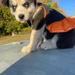 Siberian Husky Puppies from Siberian Huskies-Beckham the Great