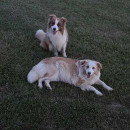 Whiskey - Border Collie