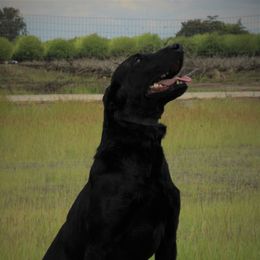 Kade - Labrador Retriever