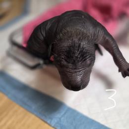 3 - Black male Xoloitzcuintli puppy in Pierson, Michigan from Mickam's Xolo's