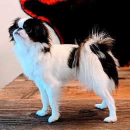 Lucy - Japanese Chin