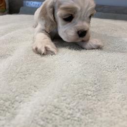 Girl 5 - Red and white female Cocker Spaniel puppy in Rising Sun, Maryland from Palmtree Cockers