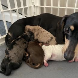 Dachshund Puppies from L & J Kennel