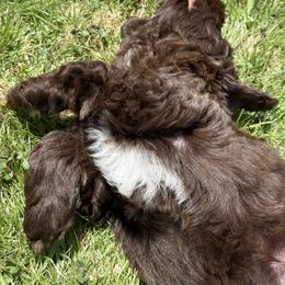 Australian Labradoodle and Labradoodle Puppies from Tango Wool Labradoodles