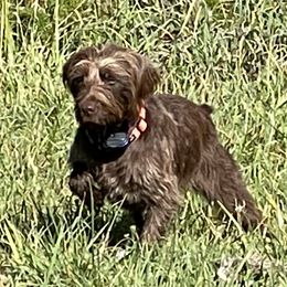 Sashi - Pudelpointer