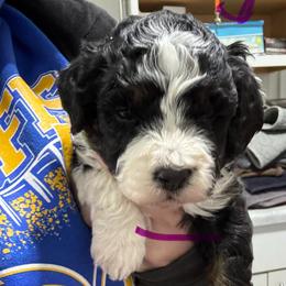 Tri purple - Tri-color female Bernedoodle puppy in Petersburg, Michigan from Brittany’s Mini Bernedoodles