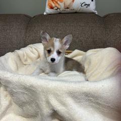 Pick will be in the order the deposit is made - Red female Pembroke Welsh Corgi puppy in Urbana, Ohio from Edgewood Farm and Kennel